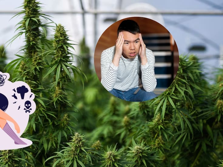 El cannabis se usa para ansiedad y otros trastornos, pero un análisis revela que no ofrece beneficios claros en la mayoría de los casos