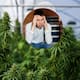 El cannabis se usa para ansiedad y otros trastornos, pero un análisis revela que no ofrece beneficios claros en la mayoría de los casos