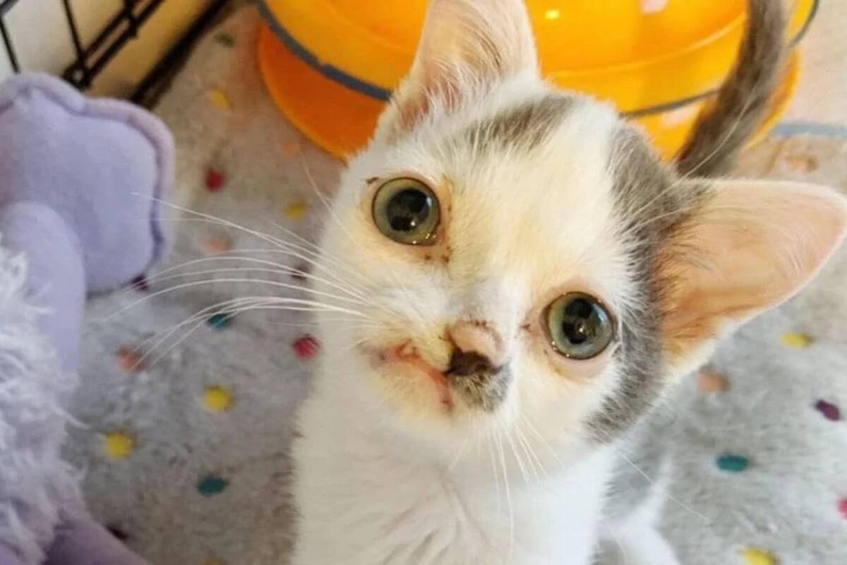 “Pinocho”, el gatito al que le crece la cara asimétricamente