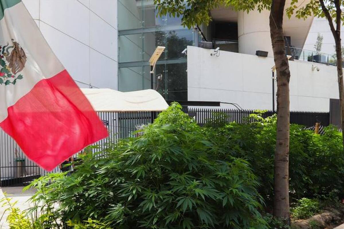 Plantan mariguana en alrededores de Senado y "se plantan", activistas de legalización
