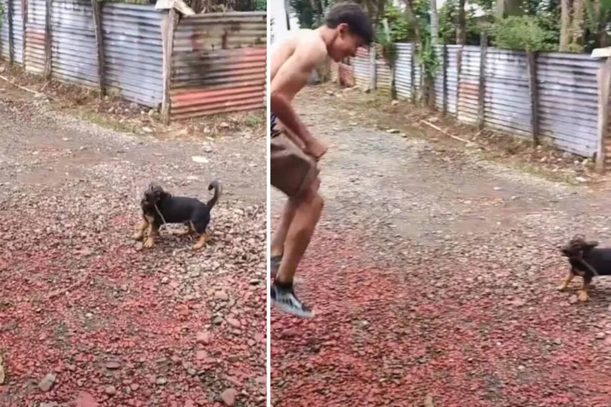 VIRAL: Tierno perrito juega a la cuerda con sus dueños