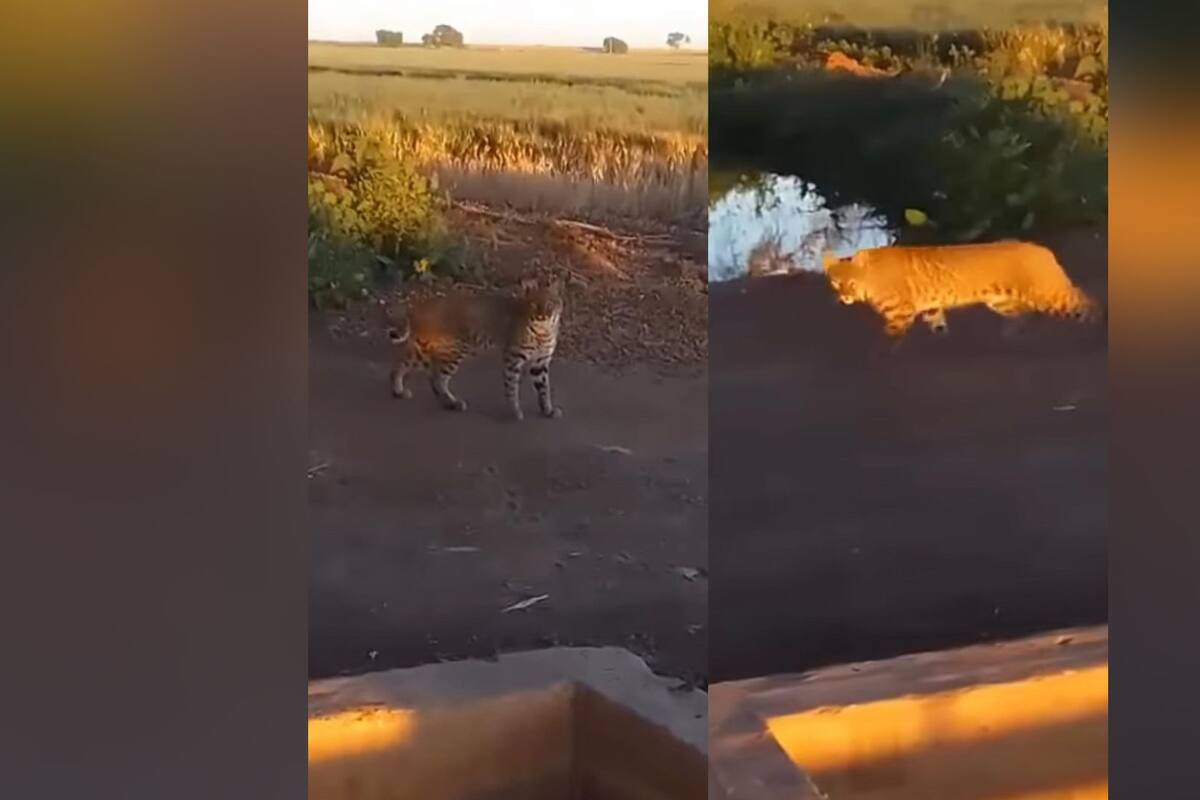 Sorprende gato montés grabado en campos agrícolas del VY