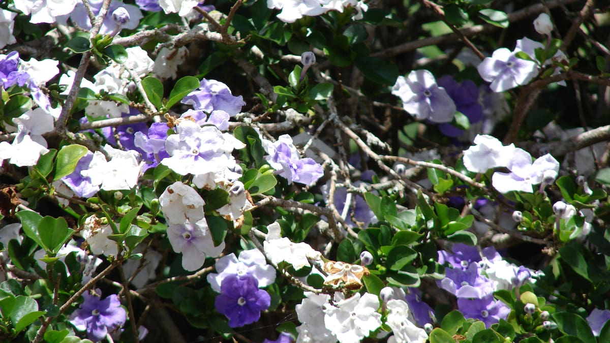 El árbol pequeño que vive en maceta y transforma el patio con su aroma, ideal para el hogar