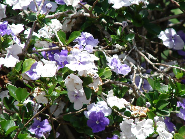 El árbol pequeño que vive en maceta y transforma el patio con su aroma, ideal para el hogar