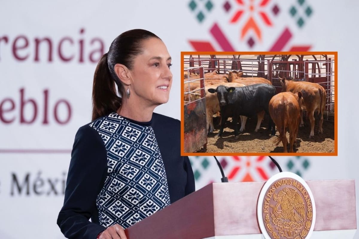 Mantener controlada la plaga del gusano barrenador también es responsabilidad de ganaderos: Sheinbaum