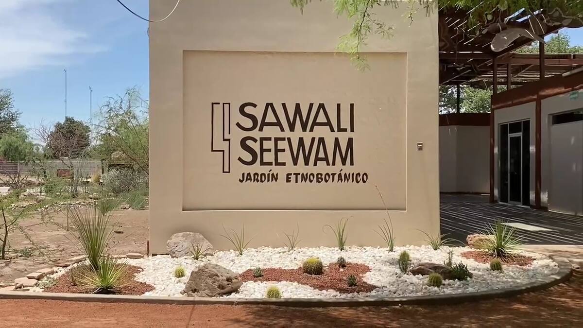 Sawali Seewan, “flores amarillas” en lengua yaqui, es el nombre del jardín etnobotánico ubicado en el Centro Cultural Yo’o Joara.