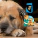 Tu perrito también envejece: consejos para cuidar a los lomitos mayores y darles una mejor vida