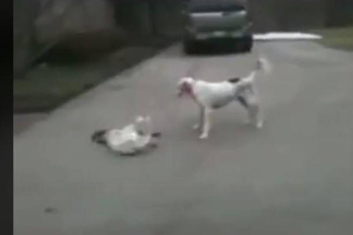 Perro finge estar muerto y su compañero la despierta con una mordida escena se hace viral en TikTok
