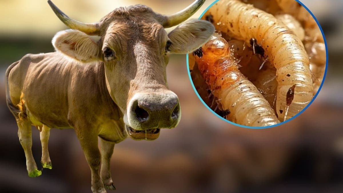 México suspende de emergencia la importación de animales vivos desde EE. UU. tras confirmarse la expansión del gusano barrenador en Texas y Nuevo México