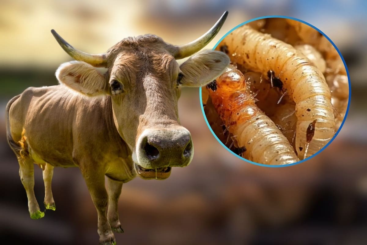 México suspende de emergencia la importación de animales vivos desde EE. UU. tras confirmarse la expansión del gusano barrenador en Texas y Nuevo México