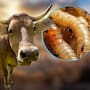 México suspende de emergencia la importación de animales vivos desde EE. UU. tras confirmarse la expansión del gusano barrenador en Texas y Nuevo México