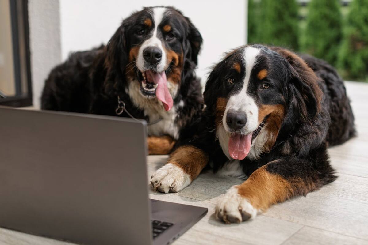 ¿Qué cubre un seguro para mascotas y por qué deberías tener uno?
