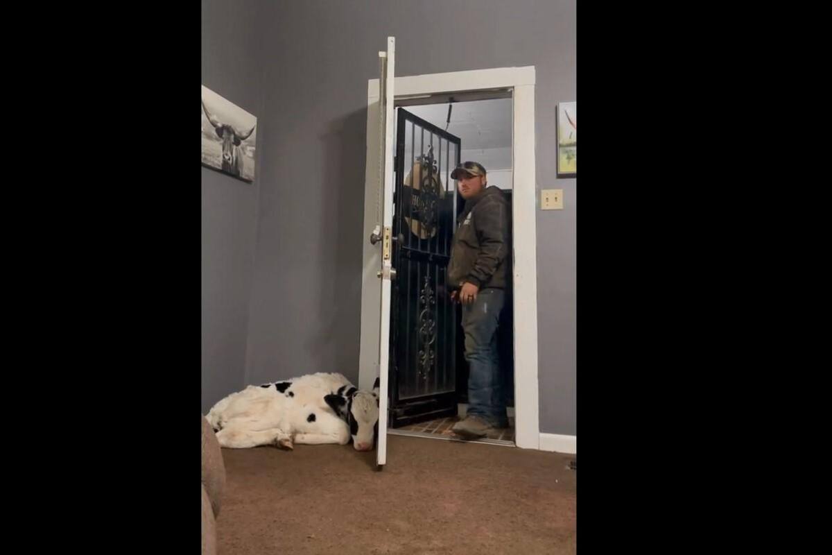 VIRAL TIKTOK: Mujer esconde a una vaca en su casa y esta fue la reacción de su esposo