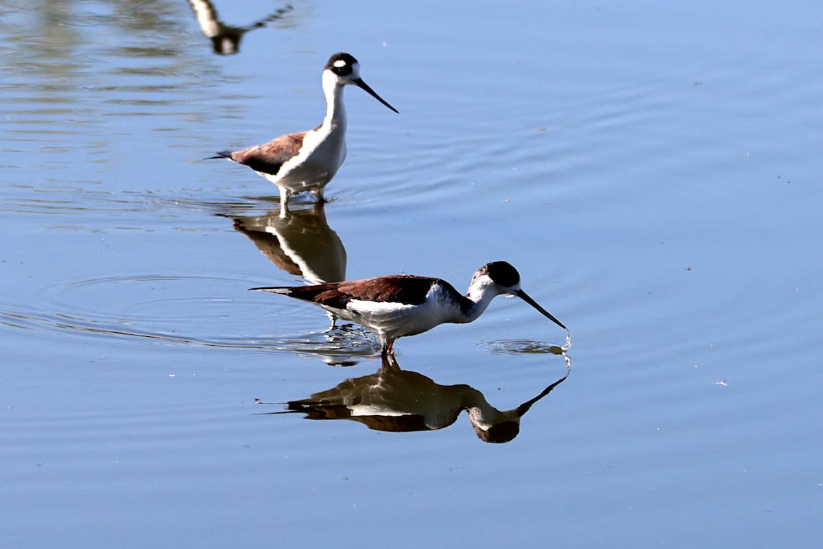 Hermosillo tendrá su primer Festival de las Aves de Sonora con actividades familiares, observación de especies y talleres gratuitos para niños