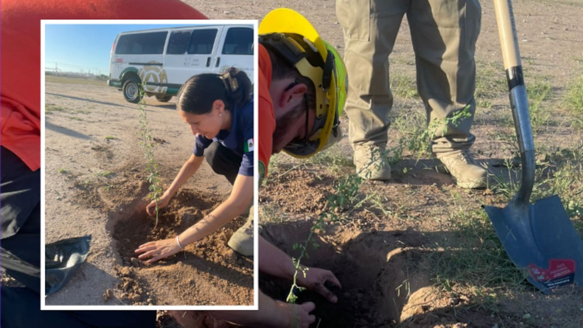 Protección Civil planta árboles en zona vulnerable de Hermosillo: buscan frenar incendios y recuperar espacios verdes