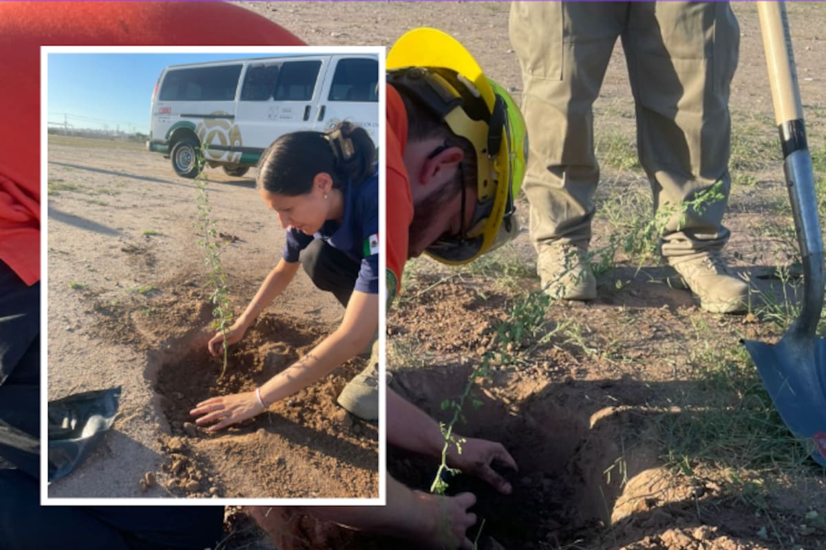 Protección Civil planta árboles en zona vulnerable de Hermosillo: buscan frenar incendios y recuperar espacios verdes