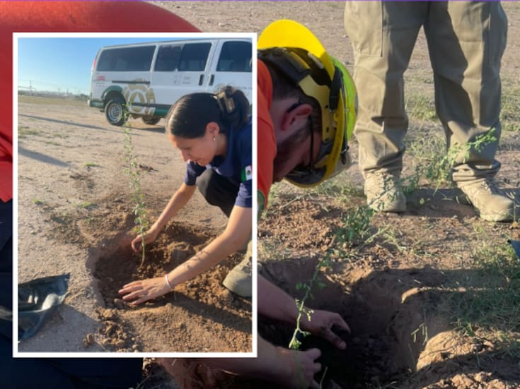 Protección Civil planta árboles en zona vulnerable de Hermosillo: buscan frenar incendios y recuperar espacios verdes