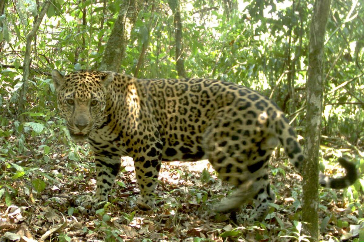 Jaguar ataca una mujer al intentar tomarse una 'selfie'