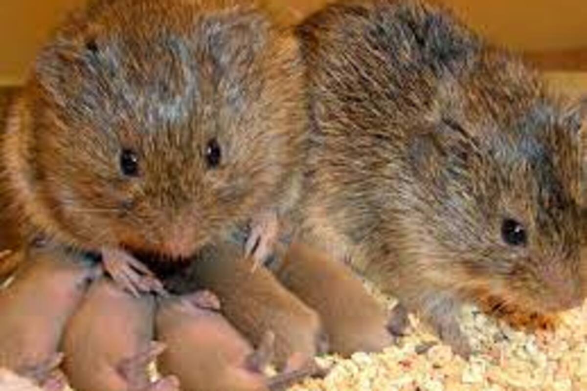 Descubre cómo los topillos de la pradera superan una ruptura amorosa