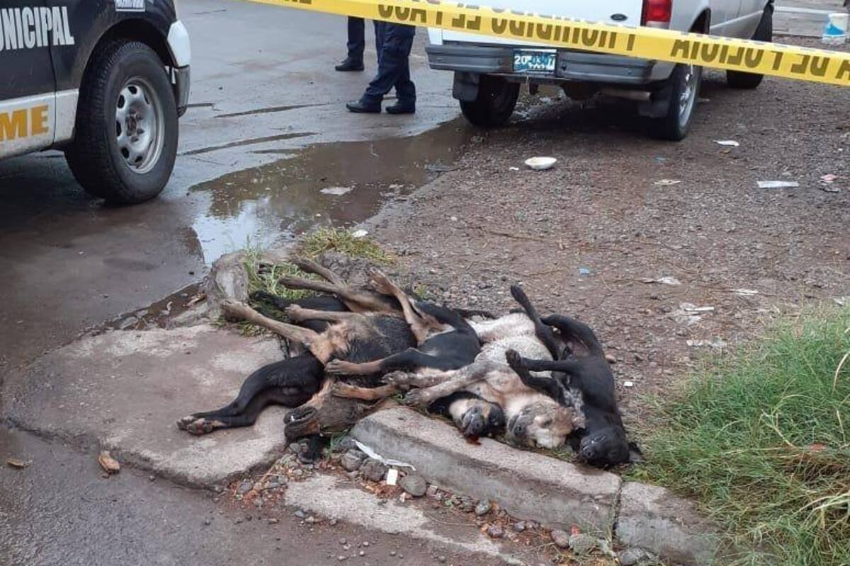 Envenenan a 5 perros en colonia de Ciudad Obregón