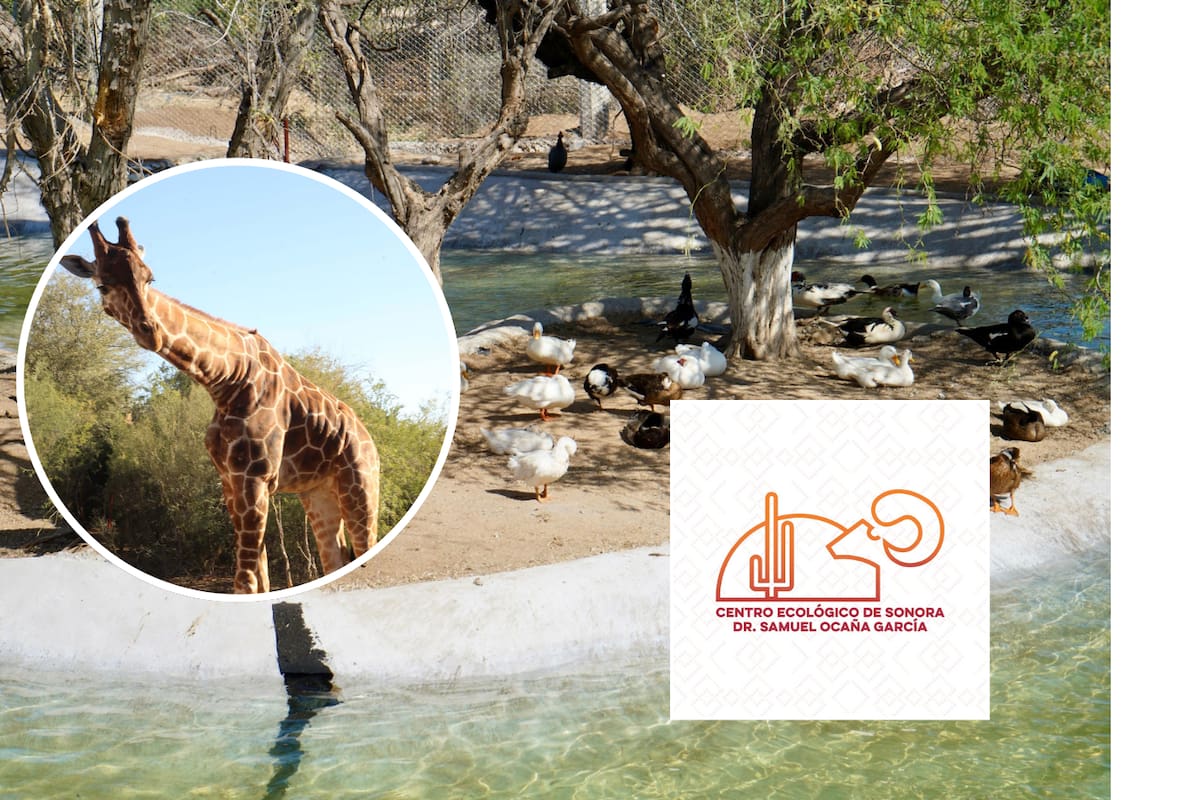 Aviario y jirafa del Centro Ecológico de Sonora ya pueden visitarse en Semana Santa