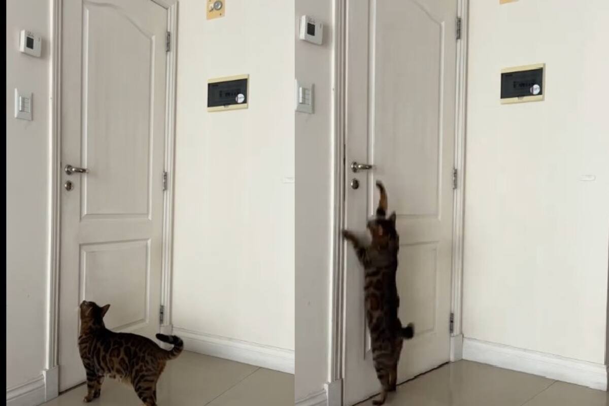 VIDEO: El gato “cerrajero” que abrió una puerta y sorprendió a TikTok