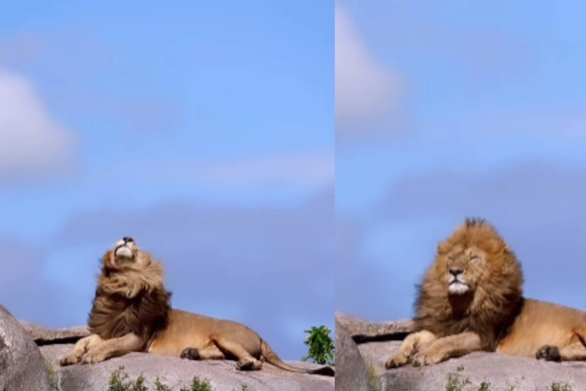Fotógrafo capta video de un león moviendo su melena como si estuviera en un comercial, y se vuelve viral