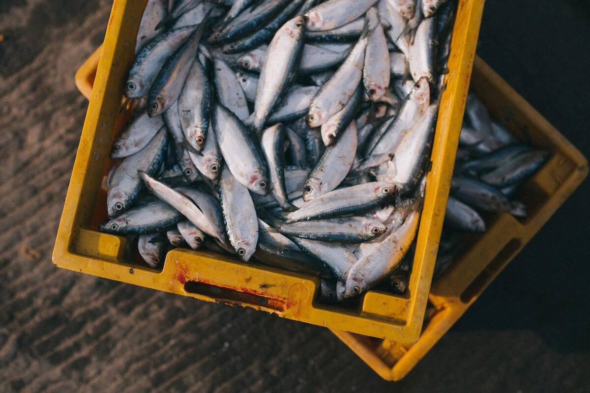Alertan de pescados contaminados con plástico en costa del País