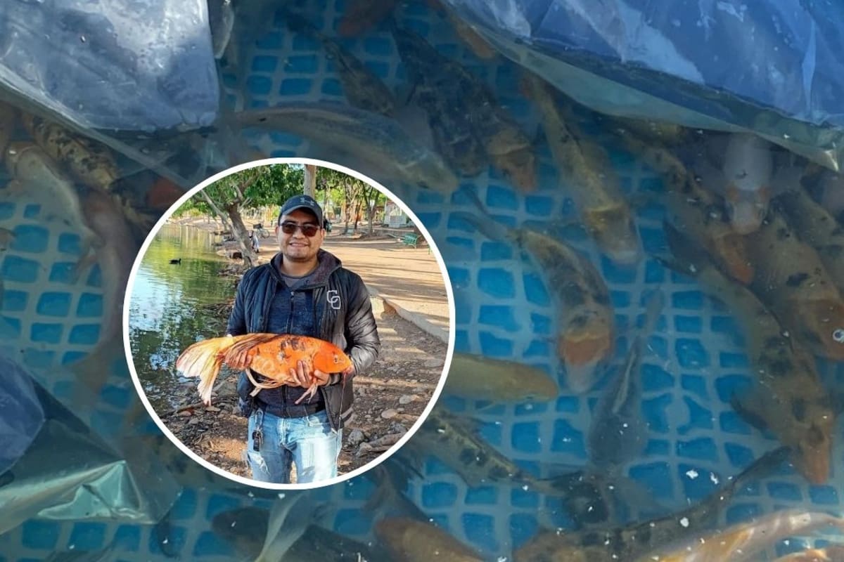 En puerta, muestreo para medir población de peces Koi en Laguna del Náinari