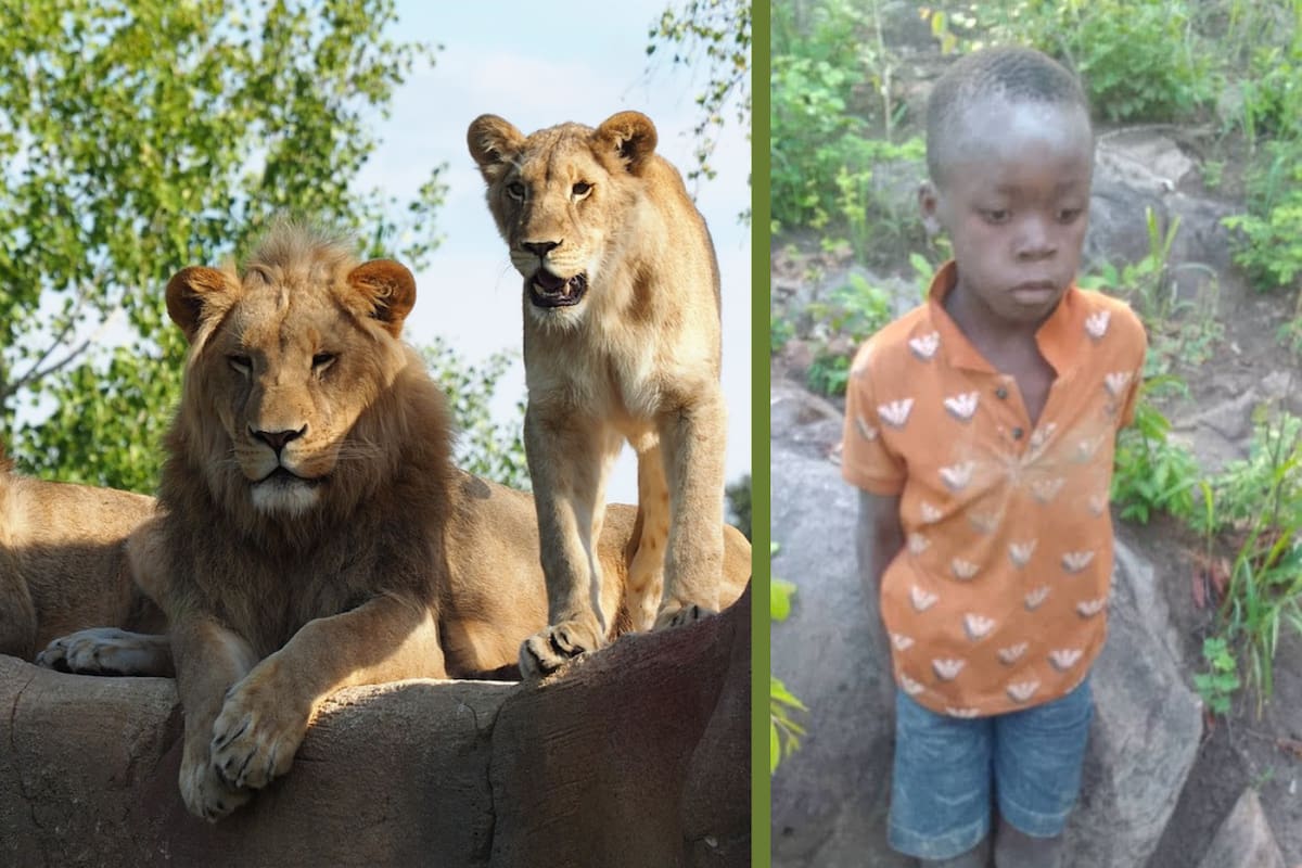 Niño de 8 años sobrevive cinco días entre leones, elefantes e hipopótamos en Zimbabue