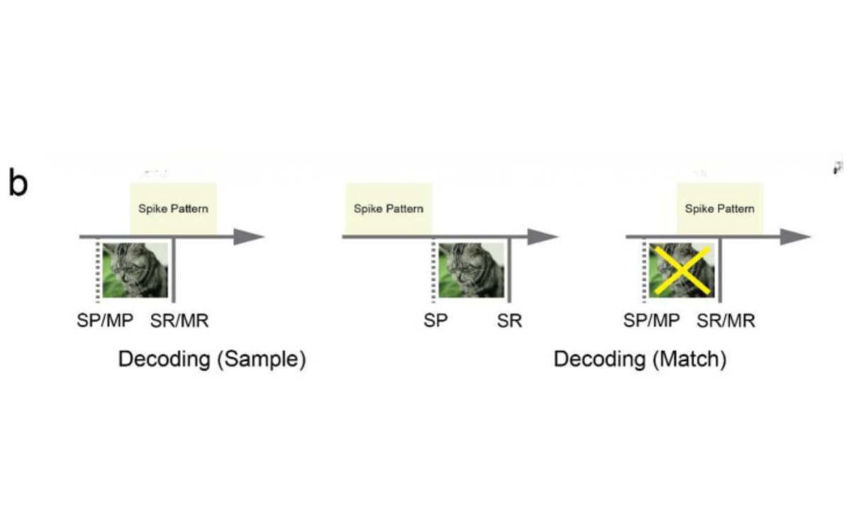 Análisis de patrones en tiempo real: Diagrama que señala los momentos exactos de observación y recuerdo (Sample y Match) analizados por la inteligencia artificial para comparar la actividad neuronal en cada fase.
