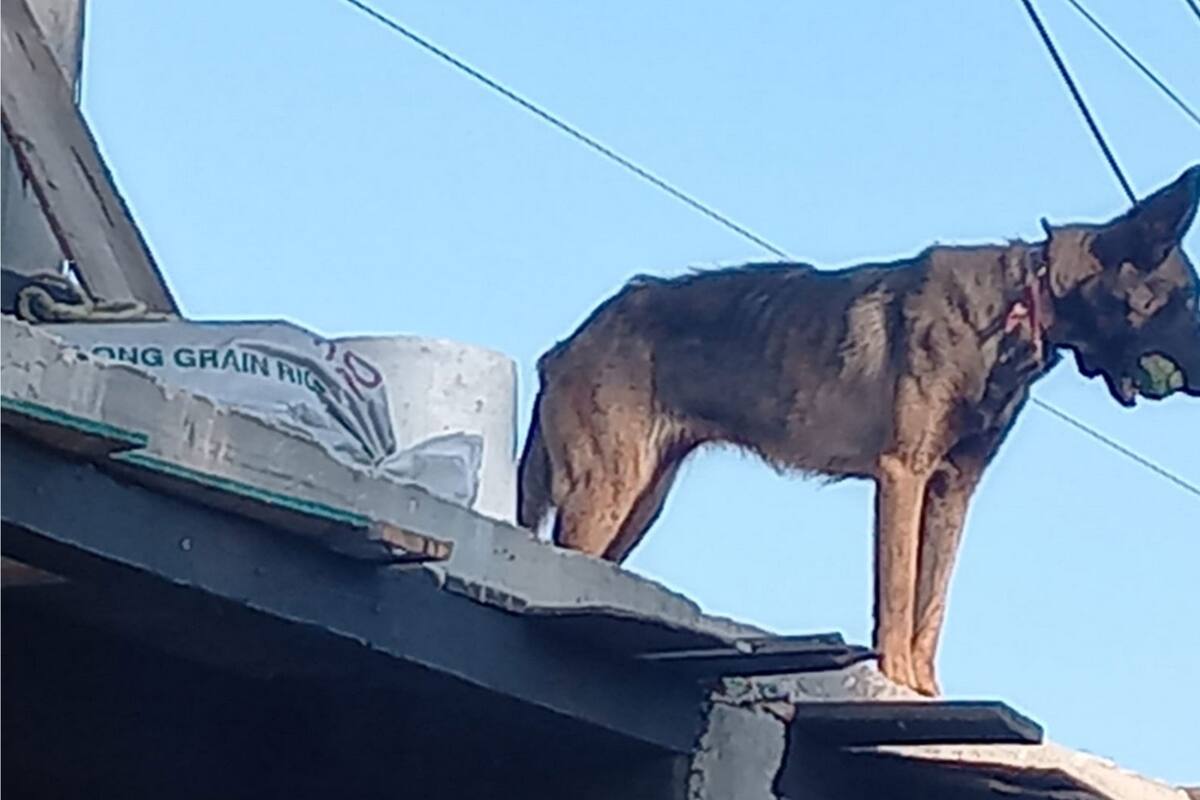 Ejecutan cateo por maltrato animal y rescatan a tres perros en Tijuana
