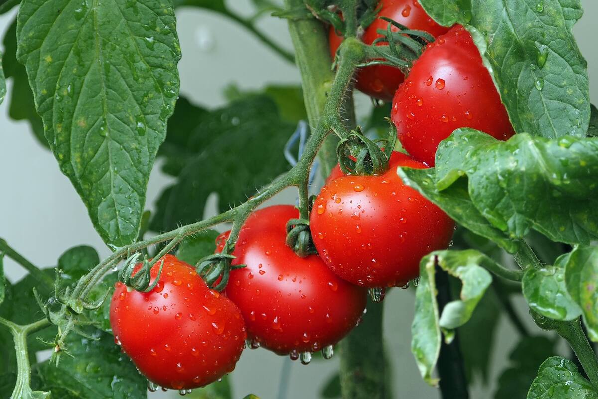 Científica diseña tomates para cultivo en naves