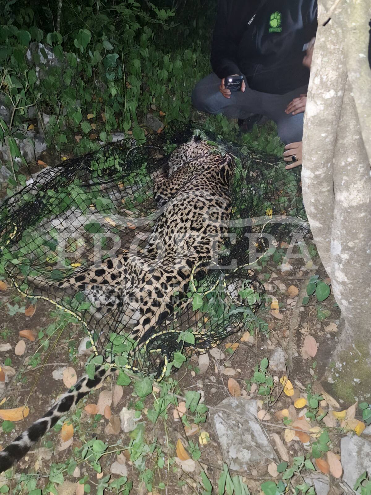 La captura se realizó con el apoyo de la Fundación Invictus, una organización especializada en el cuidado de felinos. Foto Profepa.