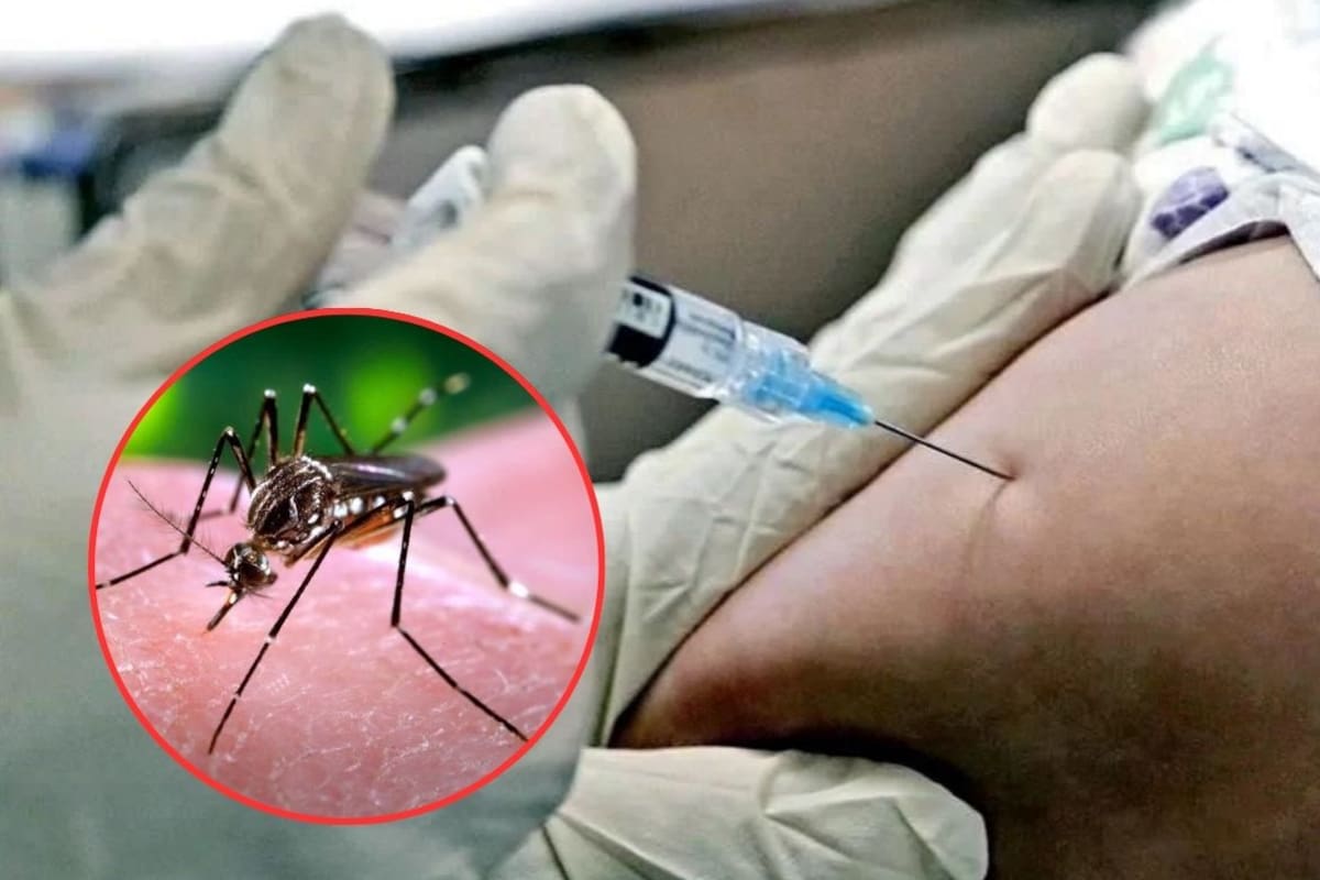 Cofepris aprueba la vacuna japonesa contra el dengue “Qdenga” con un 83.6% de eficacia contra el virus mientras inicia la logística de distribución nacional ¿Será gratuita?