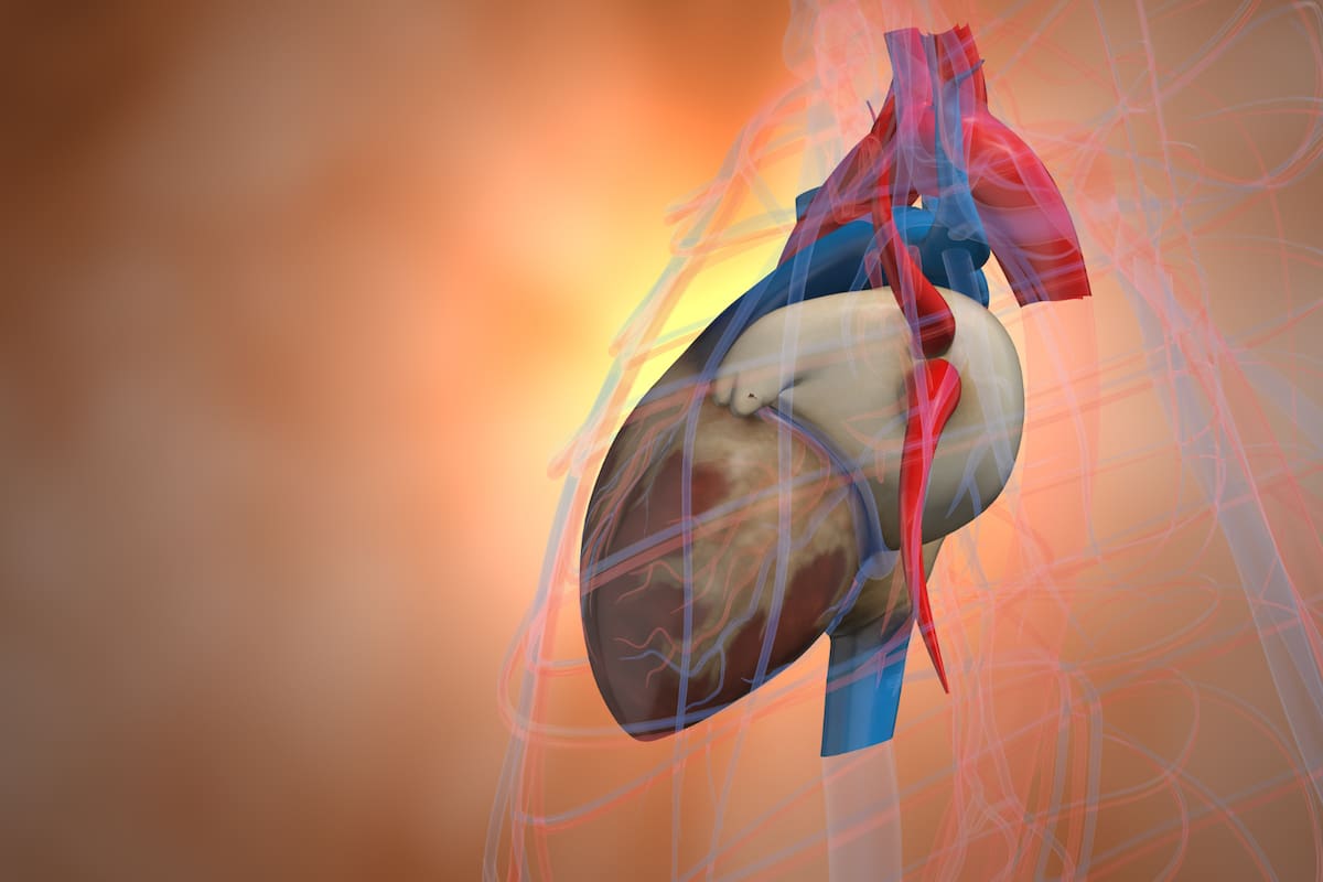 ¿Qué pasa cuando se detiene el corazón?