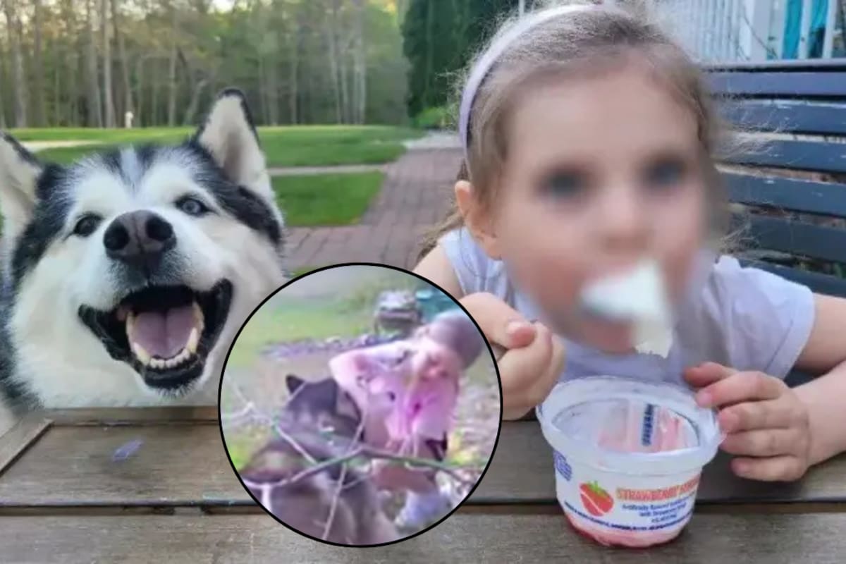 Niña de 7 años fue captada por una cámara de seguridad mientras “robaba” al husky siberiano de su vecina; dejó un peluche de perro en su lugar