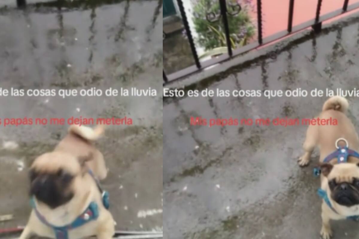 "Por esto odio la lluvia": joven expone cómo sus padres no dejan entrar a su perro a la casa cuando llueve