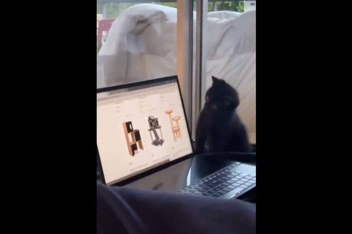 VIRAL TIKTOK: Gatito acompaña a su dueña mientras le compra su regalo de navidad