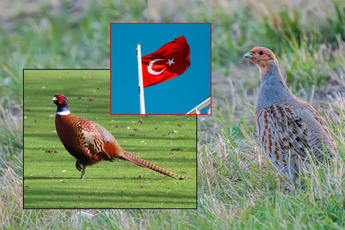 Turquía liberará 51 mil aves para repoblar fauna silvestre y combatir plagas agrícolas como garrapatas y chinche marrón