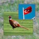 Turquía liberará 51 mil aves para repoblar fauna silvestre y combatir plagas agrícolas como garrapatas y chinche marrón