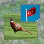 Turquía liberará 51 mil aves para repoblar fauna silvestre y combatir plagas agrícolas como garrapatas y chinche marrón