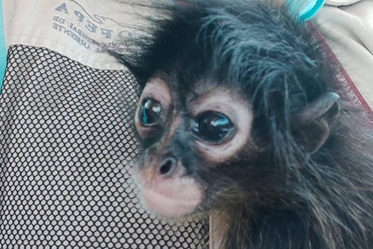 Encuentran a mono araña dentro de tianguis en Querétaro
