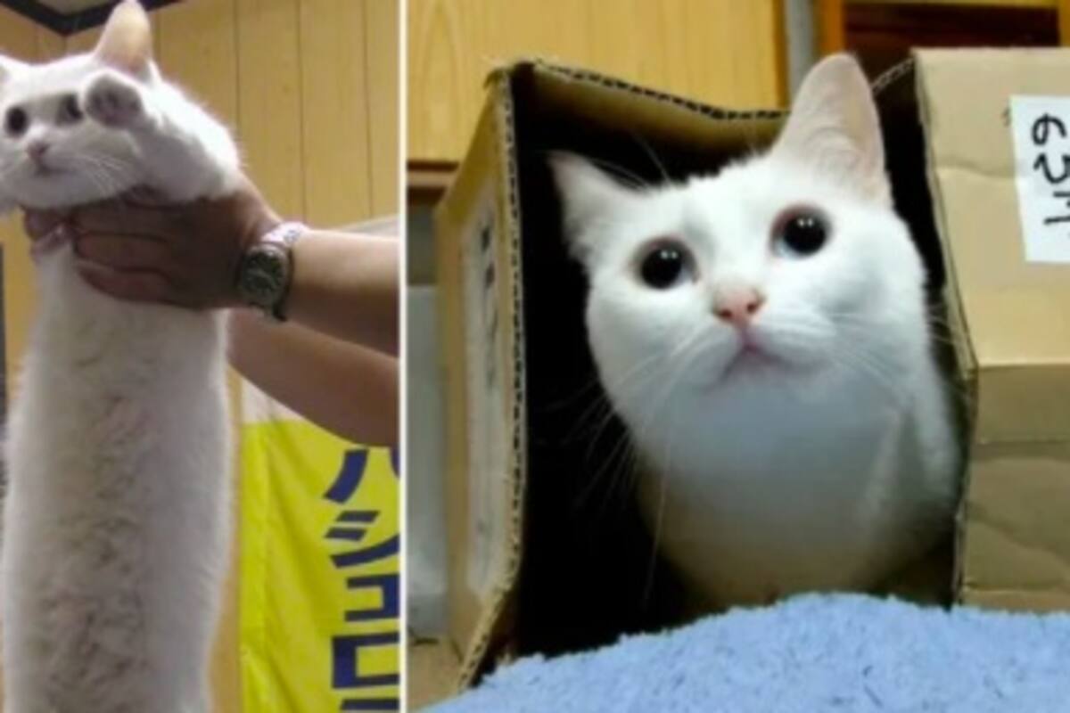 Fallece el 'gato largo', una leyenda de los memes