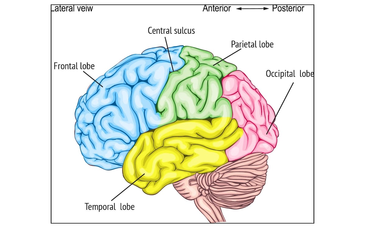 La diferencia no está en la imaginación, sino en la estructura física del cerebro. Investigadores del Instituto Max Planck de Desarrollo Humano descubrieron que las personas que reportan sueños lúcidos frecuentes comparten una característica anatómica común: tienen una corteza prefrontal anterior más grande. Foto: Especial