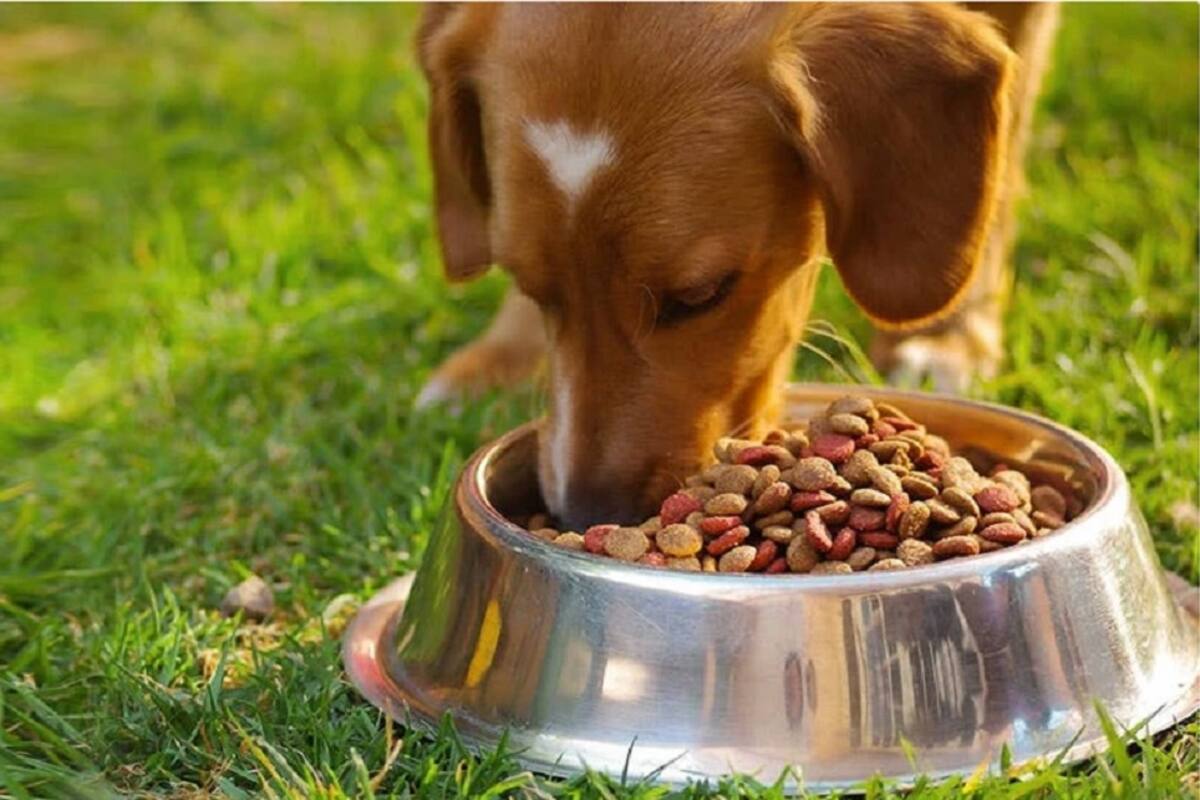 Cuida al planeta reciclando los empaques del alimento de tu mascota