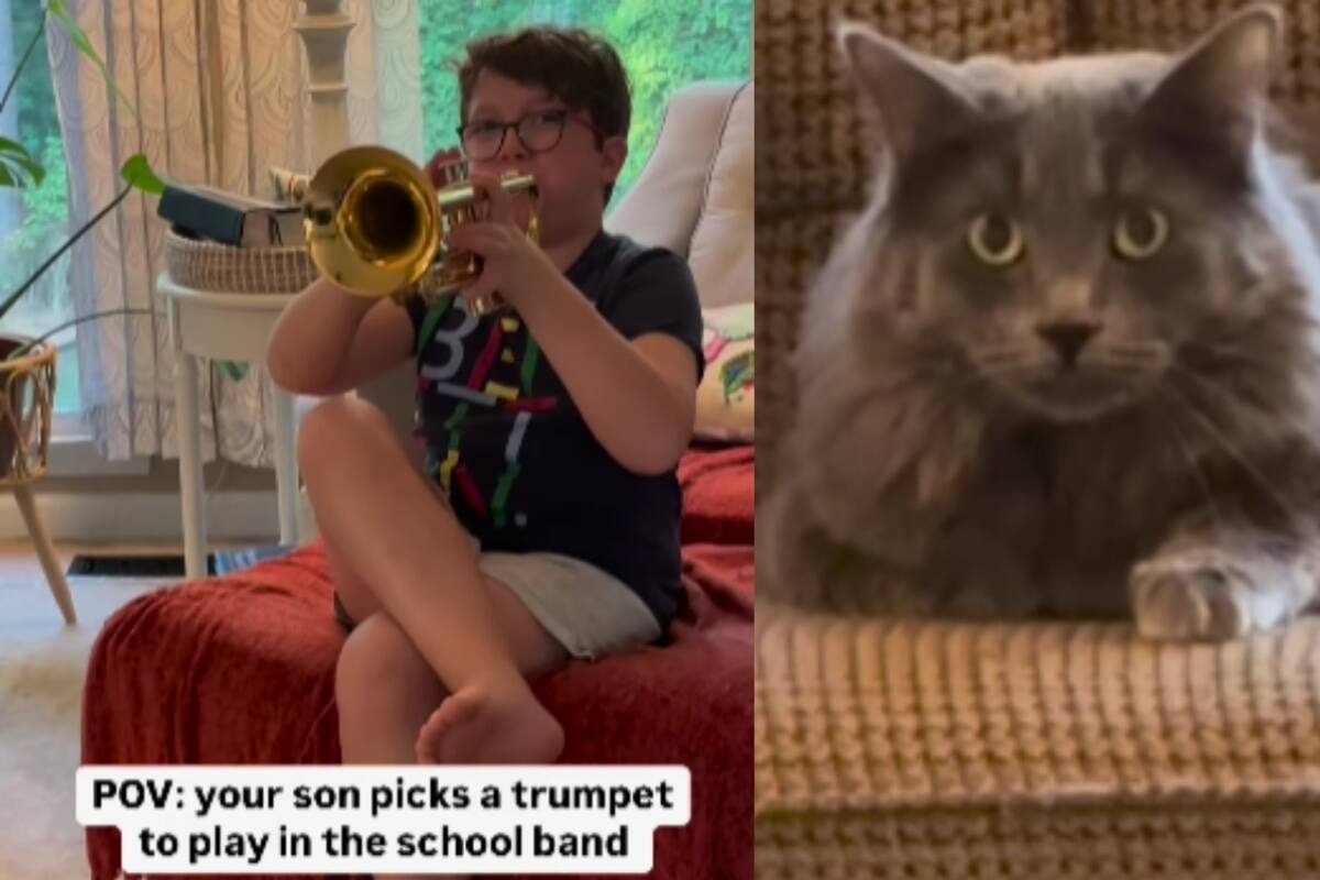 Este gato causó sensación por su reacción al escuchar a su dueño tocar la trompeta