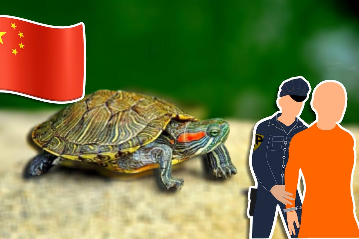 ¡Por primera vez en la historia!, China dicta sentencia penal por introducción de especies invasoras