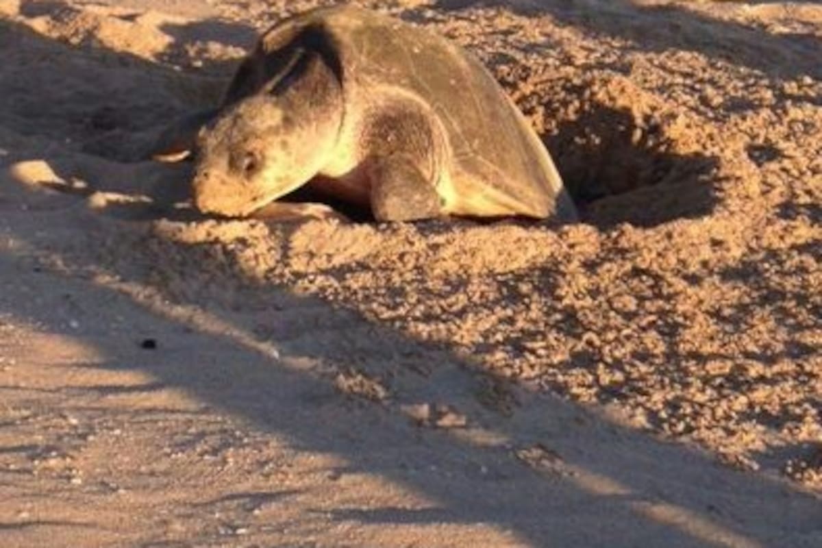 Localizan primeros nidos de tortuga golfina en Bahía de Kino