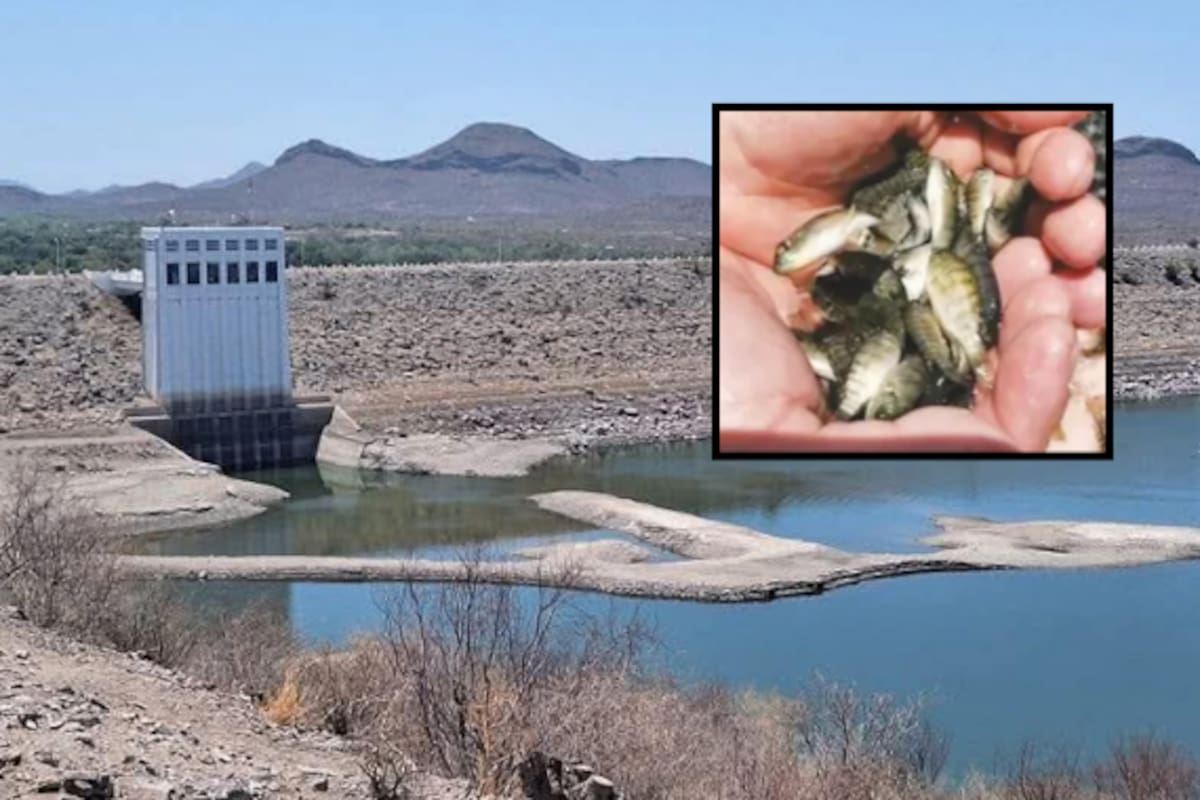 Siembran peces en El Oviáchic para la pesca